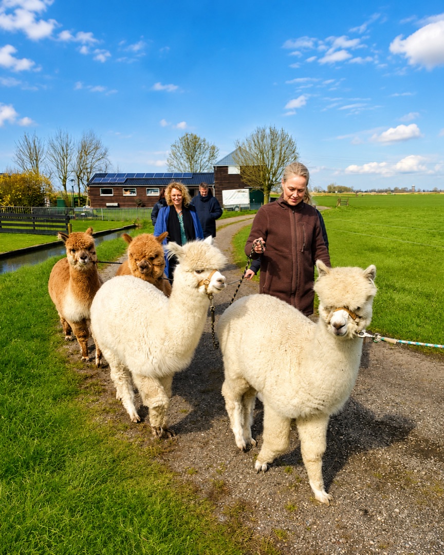 Corneliahoeve | Alpaca High Tea en boerderij-beleven in Westzaan