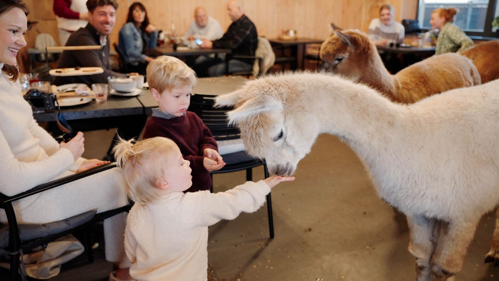 Corneliahoeve | Alpaca High Tea en boerderij-beleven in Westzaan